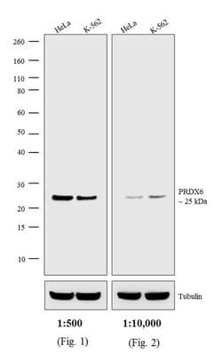 Invitrogen Donkey anti-Rabbit IgG (H+L) Highly Cross-Adsorbed Secondary