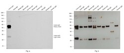 Invitrogen™ Goat anti-Llama IgG (H+L) Secondary Antibody, HRP