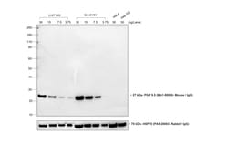 Invitrogen Goat anti-Mouse IgG (H+L) Cross-Adsorbed Secondary Antibody,