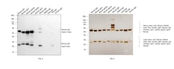 Invitrogen Goat anti-Mouse IgG (H+L) Cross-Adsorbed Secondary Antibody,