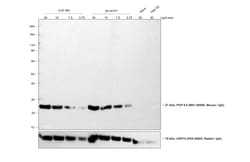Invitrogen&trade;&nbsp;Goat anti-Mouse IgG (H+L) Highly Cross-Adsorbed Secondary Antibody, HRP
