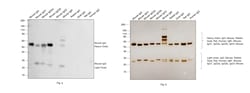 Invitrogen&trade;&nbsp;Goat anti-Mouse IgG (H+L) Highly Cross-Adsorbed Secondary Antibody, HRP