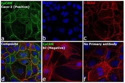 Invitrogen Goat anti-Mouse IgG (H+L) Highly Cross-Adsorbed Secondary Antibody