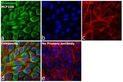 Invitrogen Goat anti-Mouse IgG (H+L) Highly Cross-Adsorbed Secondary Antibody