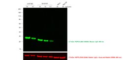 Invitrogen Goat anti-Mouse IgG (H+L) Highly Cross-Adsorbed Secondary Antibody