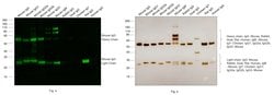 Invitrogen Goat anti-Mouse IgG (H+L) Highly Cross-Adsorbed Secondary Antibody