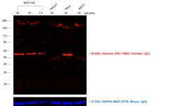 Invitrogen™ Rabbit anti-Chicken IgY (H+L) Secondary Antibody, TRITC