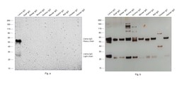 Invitrogen Rabbit anti-Llama IgG (H+L) Secondary Antibody, AP 500 μg;