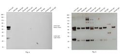 Invitrogen™ Rabbit anti-Llama IgG (H+L) Secondary Antibody, Biotin