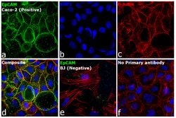 Invitrogen™ Rabbit anti-Mouse IgG (H+L) Secondary Antibody, FITC
