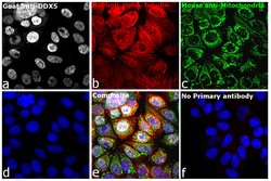 Invitrogen Rabbit anti-Mouse IgG (H+L) Secondary Antibody, FITC 2 mg; FITC:Antibodies,