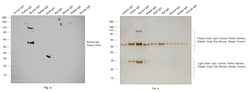 Invitrogen Goat anti-Bovine IgG (H+L) Secondary Antibody, HRP 1 mg; HRP:Antibodies,