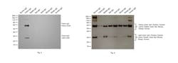 Invitrogen&trade;&nbsp;Goat anti-Feline IgG (H+L) Secondary Antibody, HRP