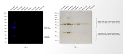 Invitrogen&trade;&nbsp;Goat anti-Feline IgG (H+L) Secondary Antibody
