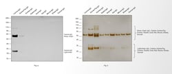 Invitrogen Goat anti-Canine IgG (H+L) Secondary Antibody, HRP 500 μg;