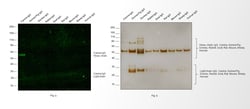 Invitrogen Goat anti-Canine IgG (H+L) Secondary Antibody, FITC 500 &mu;g;