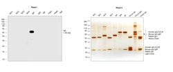 Invitrogen&trade;&nbsp;Goat anti-Human IgA Secondary Antibody