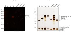 Invitrogen&trade;&nbsp;Goat anti-Human IgE Secondary Antibody, TRITC