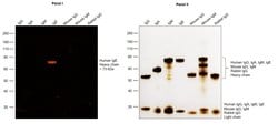Invitrogen Goat anti-Human IgE Cross-Adsorbed Secondary Antibody, TRITC 1 mg | Buy Online | Invitrogen&trade; | Fisher Scientific