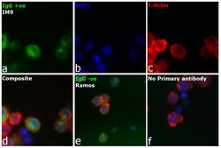 Invitrogen Goat anti-Human IgG Fc Secondary Antibody 2 mg; Unconjugated:Antibodies,