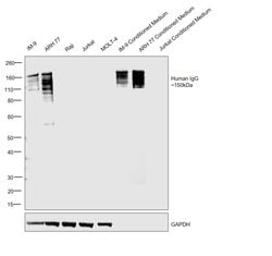 Invitrogen Goat anti-Human IgG Fc Secondary Antibody 2 mg; Unconjugated:Antibodies,