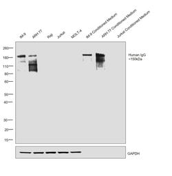 Invitrogen™ Goat anti-Human IgG Fc Highly Cross-Adsorbed Secondary Antibody, HRP
