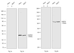 Invitrogen Goat anti-Human IgG Fc Highly Cross-Adsorbed Secondary Antibody,