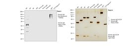 Invitrogen Goat anti-Human IgG Fc Highly Cross-Adsorbed Secondary Antibody,