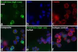Invitrogen Goat anti-Human IgG Fc Highly Cross-Adsorbed Secondary Antibody, FITC 1 mg | Buy Online | Invitrogen&trade; | Fisher Scientific
