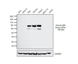 Invitrogen Goat anti-Human IgM (Heavy chain) Cross-Adsorbed Secondary Antibody,