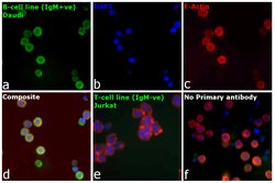 Invitrogen Goat anti-Human IgM (Heavy chain) Cross-Adsorbed Secondary Antibody