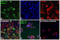 Invitrogen Goat anti-Human IgM (Heavy chain) Cross-Adsorbed Secondary Antibody