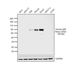 Invitrogen Goat anti-Human IgM (Heavy chain) Cross-Adsorbed Secondary Antibody