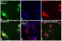 Invitrogen Goat anti-Human IgG, IgM, IgA (H+L) Secondary Antibody 2 mg;