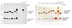 Invitrogen Goat anti-Human IgG, IgM, IgA (H+L) Secondary Antibody 2 mg;