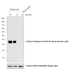 Invitrogen&trade;&nbsp;Rabbit anti-Syrian Hamster IgG (H+L) Cross-Adsorbed Secondary Antibody, Biotin