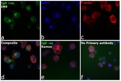 Invitrogen Rabbit anti-Human IgG (H+L) Secondary Antibody 2 mg; Unconjugated:Antibodies,