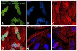 Invitrogen Goat anti-Mouse IgG2a Cross-Adsorbed Secondary Antibody, Alexa