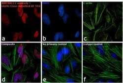 Invitrogen Goat anti-Mouse IgG2a Cross-Adsorbed Secondary Antibody, Alexa