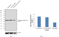 Invitrogen ATP Synthase beta Monoclonal Antibody (3D5AB1) 100 &mu;g; Unconjugated:Antibodies,