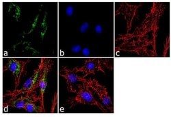 Invitrogen ATP Synthase beta Monoclonal Antibody (3D5AB1) 100 &mu;g; Unconjugated:Antibodies,
