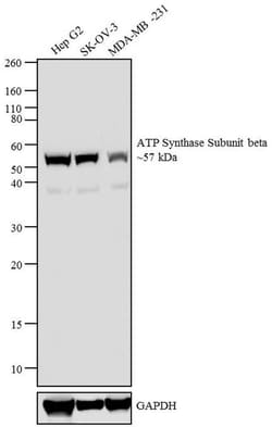 Invitrogen ATP Synthase beta Monoclonal Antibody (3D5AB1) 100 &mu;g; Unconjugated:Antibodies,