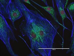 Invitrogen ATPIF1 Monoclonal Antibody (5E2D7) 100 &mu;g; Unconjugated:Antibodies,