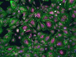 Invitrogen ATPIF1 Monoclonal Antibody (5E2D7) 100 &mu;g; Unconjugated:Antibodies,
