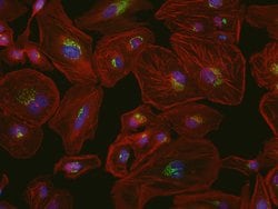 Invitrogen ATPIF1 Monoclonal Antibody (5E2D7) 100 &mu;g; Unconjugated:Antibodies,