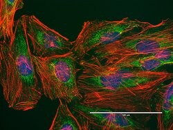 Invitrogen ATPIF1 Monoclonal Antibody (5E2D7) 100 &mu;g; Unconjugated:Antibodies,