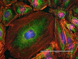 Invitrogen ATPIF1 Monoclonal Antibody (5E2D7) 100 &mu;g; Unconjugated:Antibodies,