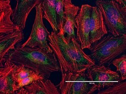 Invitrogen ATPIF1 Monoclonal Antibody (5E2D7) 100 &mu;g; Unconjugated:Antibodies,
