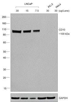 Invitrogen&trade;&nbsp;F(ab')2-Rabbit anti-Goat IgG (H+L) Secondary Antibody, Biotin