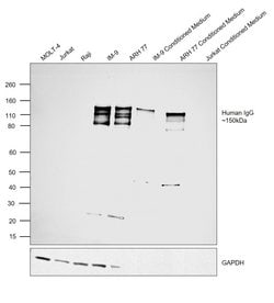 Invitrogen F(ab')2-Goat anti-Human IgG (H+L) Secondary Antibody, HRP 500